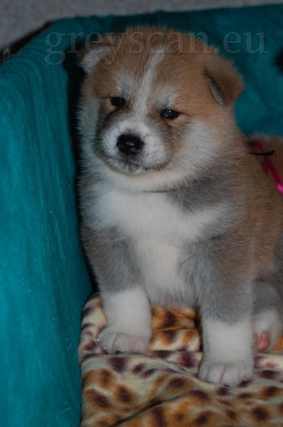 17 koukejte jak jsem krásný.jpg